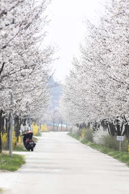 요천변 벚꽃 썸네일 이미지