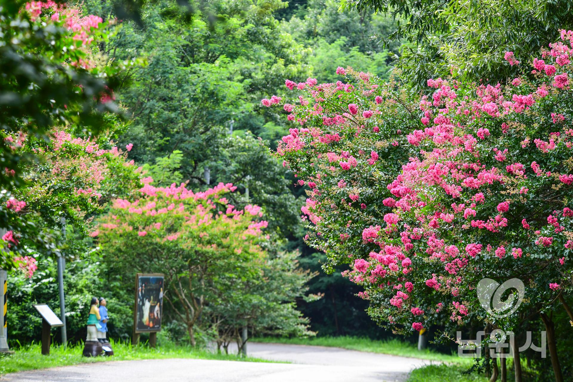 남원의 배롱나무 워터마크용 사진