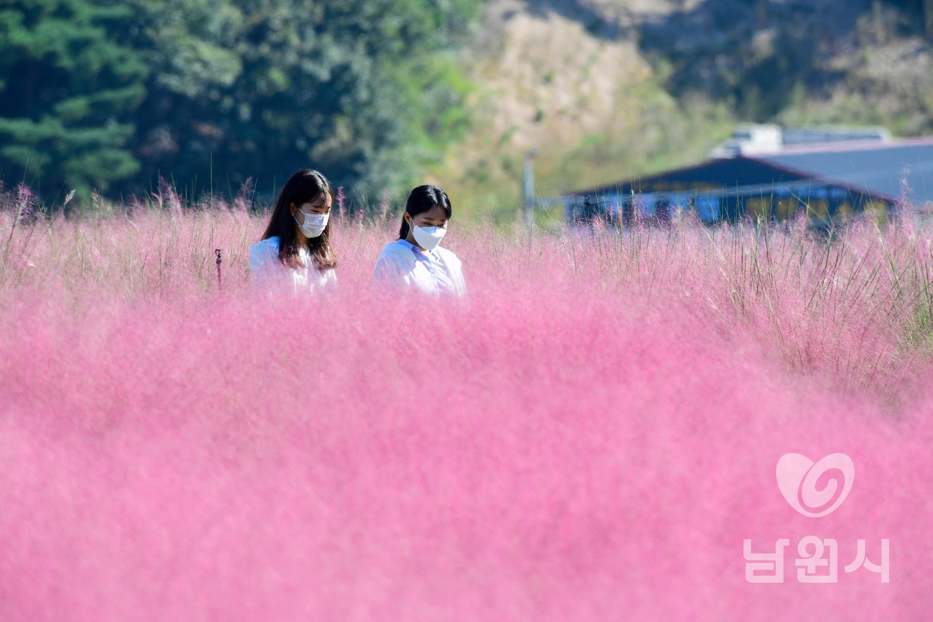 신생마을 핑크뮬리 만개 워터마크용 사진