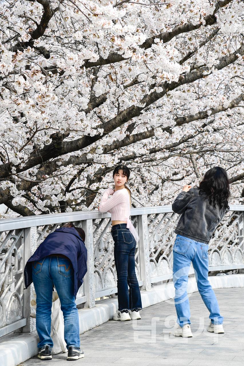 요천변 벚꽃 워터마크용 사진
