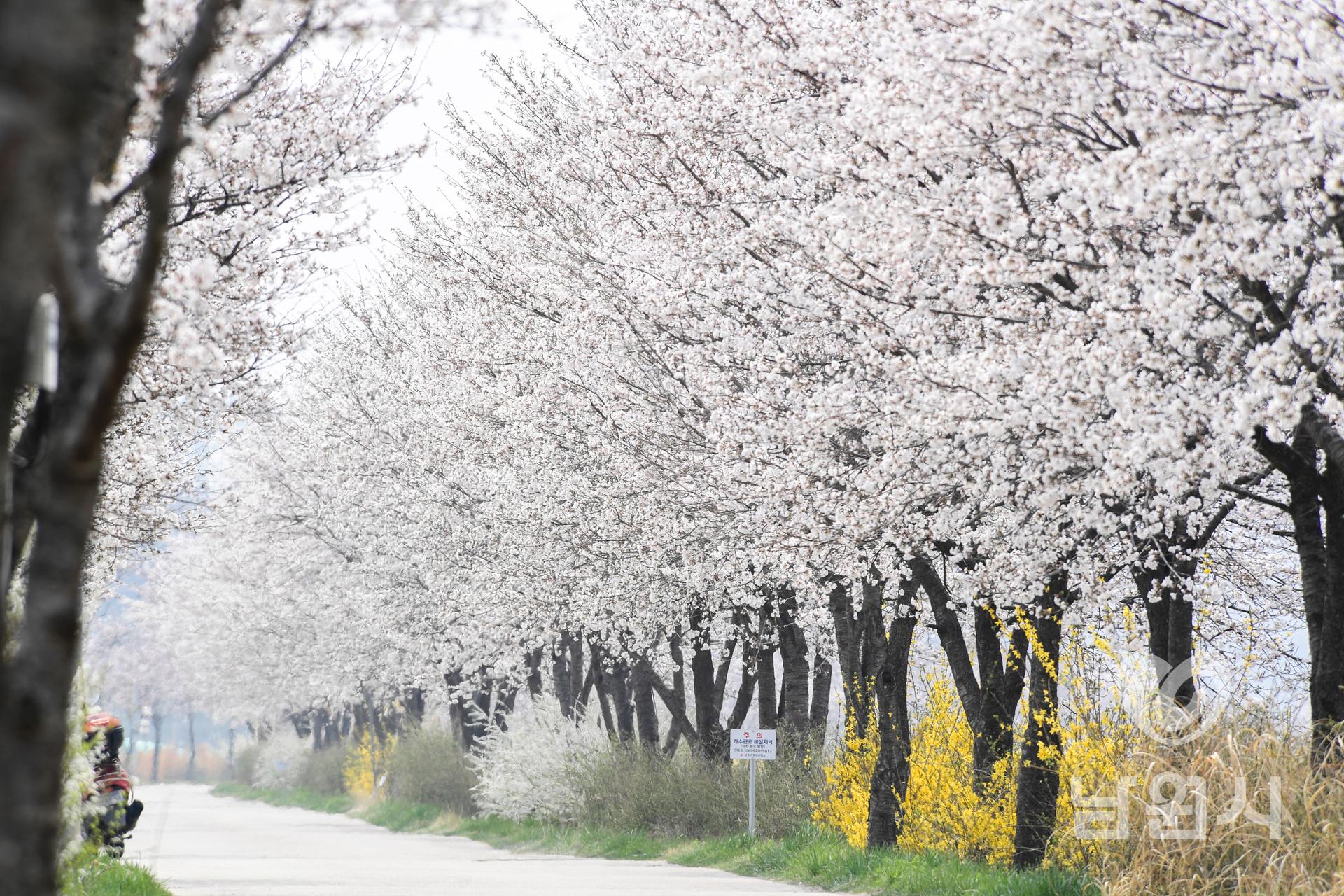 요천변 벚꽃 워터마크용 사진