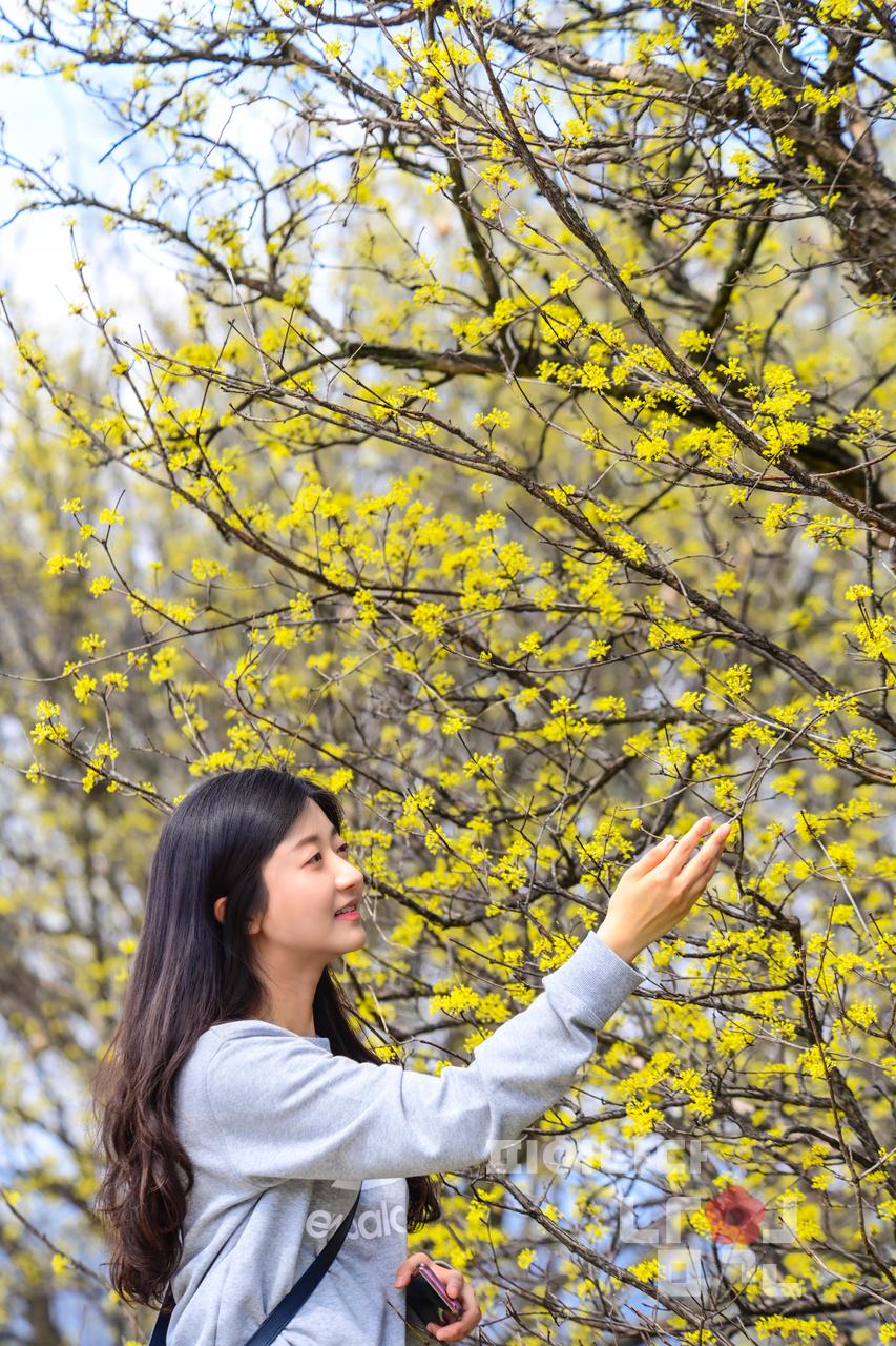 용궁마을 산수유 꽃 워터마크용 사진