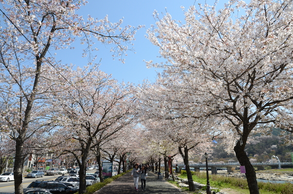 요천 강변 벚꽃축제 썸네일 이미지