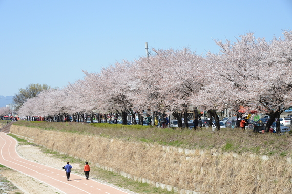 요천 강변 벚꽃축제 썸네일 이미지
