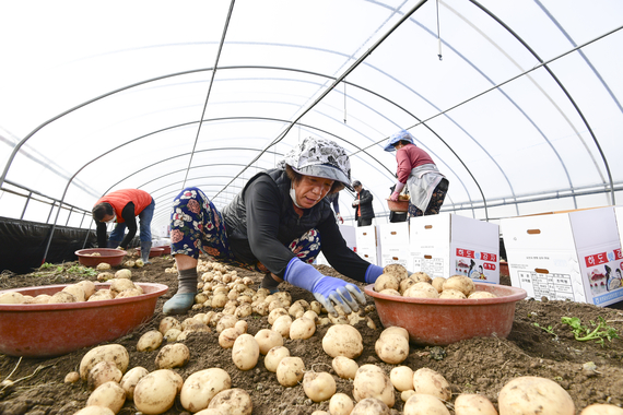 금지면 하도마을 감자수확 썸네일 이미지