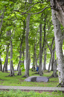 운봉읍 행정마을 서어나무숲 썸네일 이미지