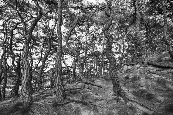 산동면 부절리 소나무숲