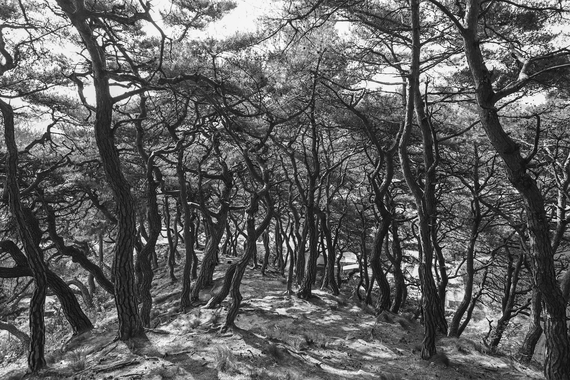 산동면 부절리 소나무숲 썸네일 이미지