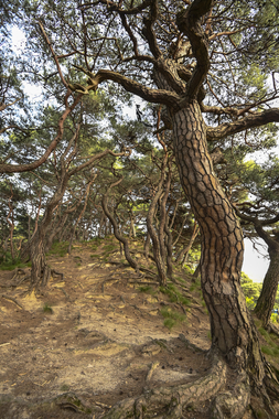 산동면 부절리 소나무숲 썸네일 이미지