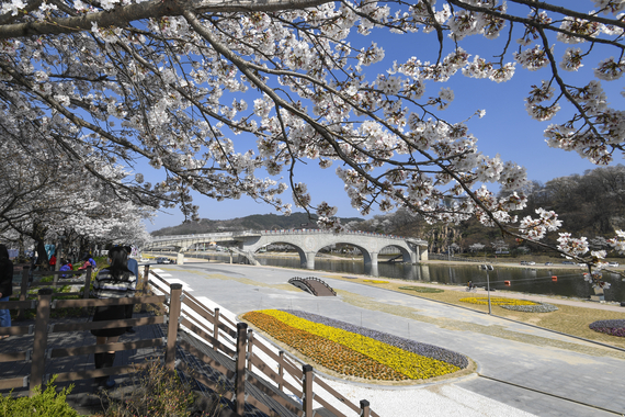 요천변 벚꽃 만개 썸네일 이미지