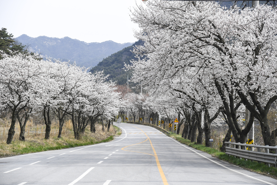 금지-대강 벚꽃길 썸네일 이미지