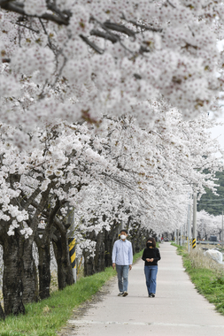 운봉읍 람천 벚꽃길 썸네일 이미지