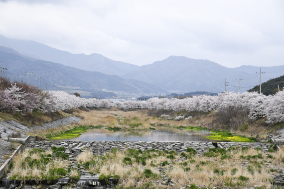 운봉읍 람천 벚꽃길 썸네일 이미지