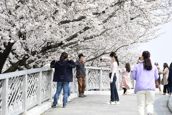 2023년 요천변 벚꽃 썸네일 사진