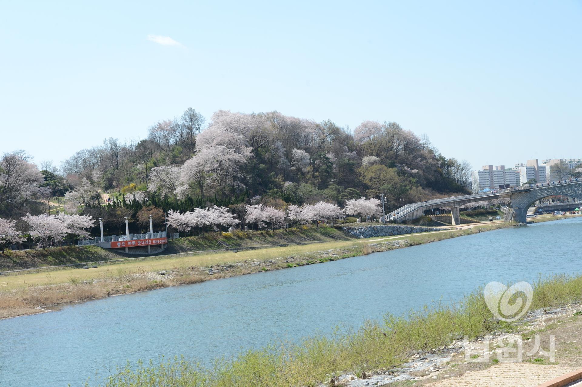요천 강변 벚꽃축제 워터마크용 사진