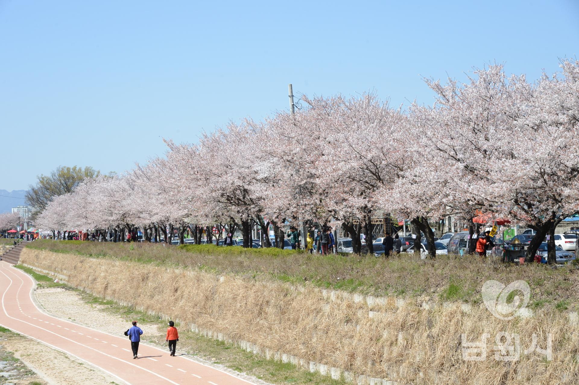 요천 강변 벚꽃축제 워터마크용 사진