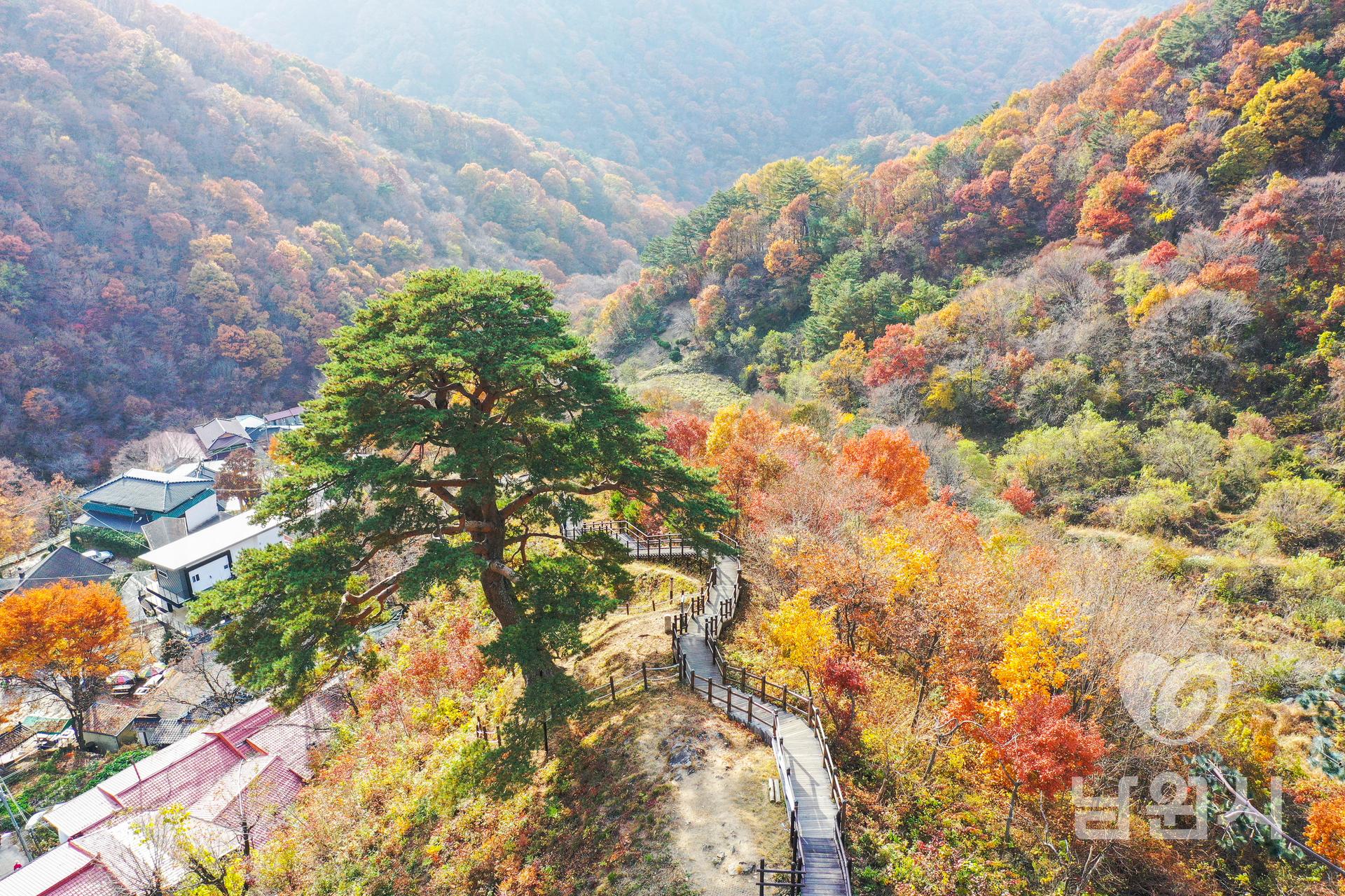 지리산 와운마을 천년송 워터마크용 사진