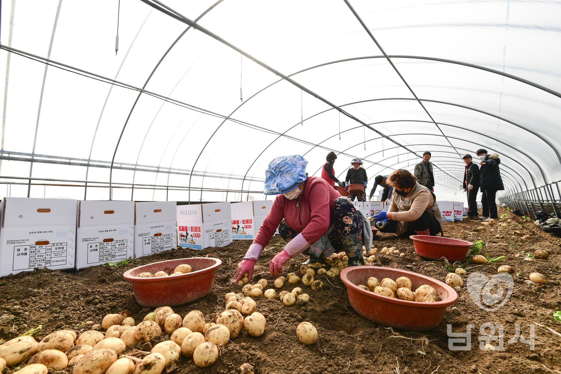 금지면 하도마을 감자수확 워터마크용 사진