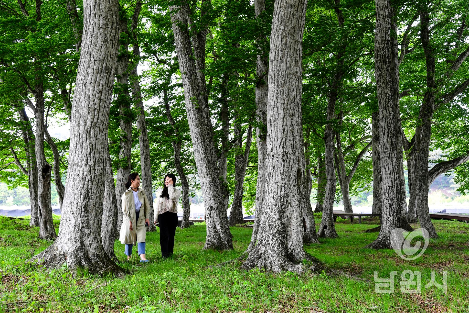 운봉읍 행정마을 서어나무숲 워터마크용 사진