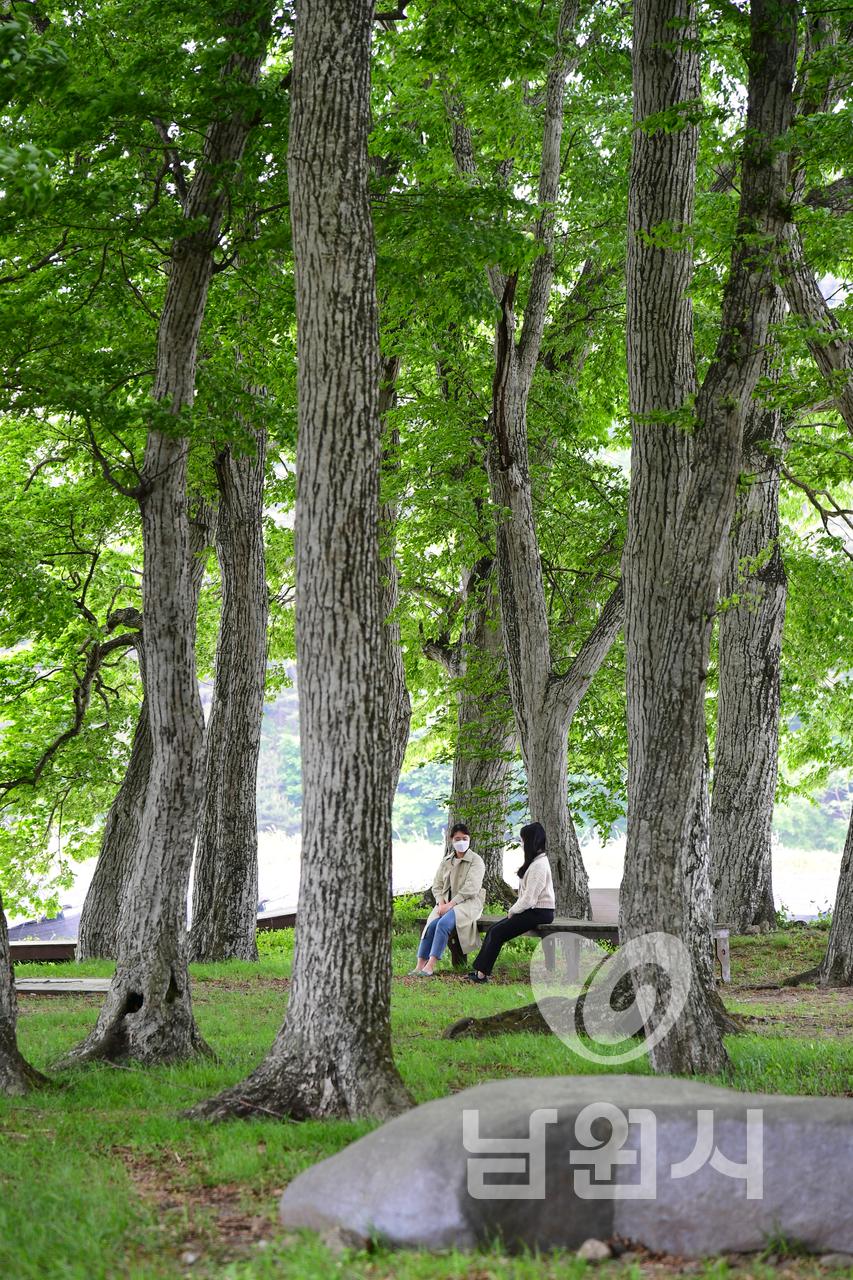 운봉읍 행정마을 서어나무숲 워터마크용 사진