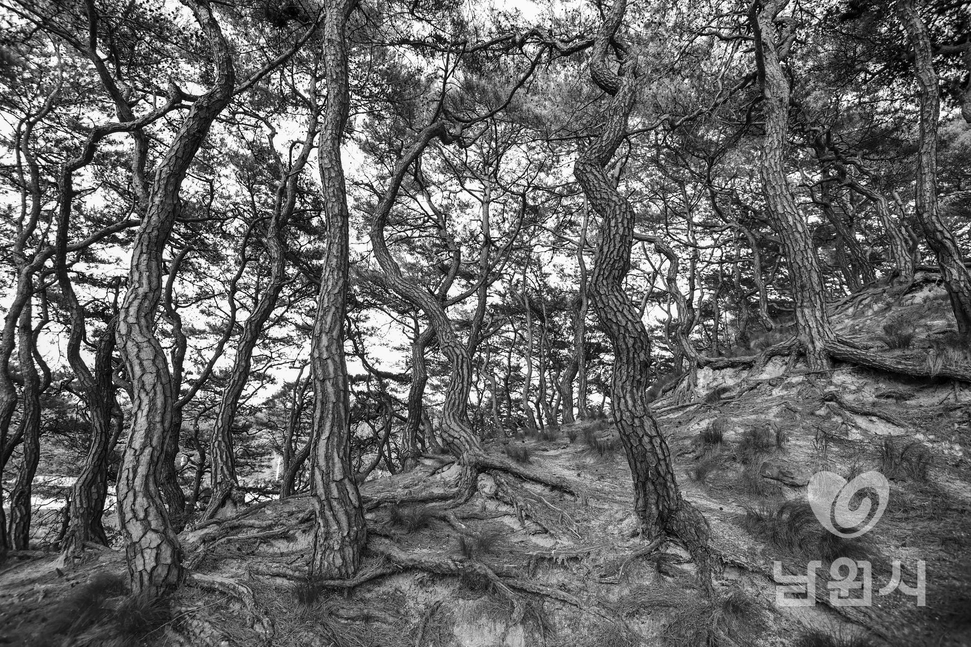 산동면 부절리 소나무숲 워터마크용 사진