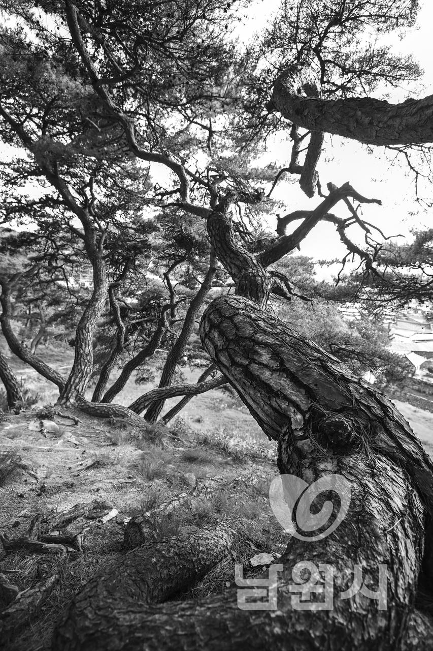 산동면 부절리 소나무숲 워터마크용 사진