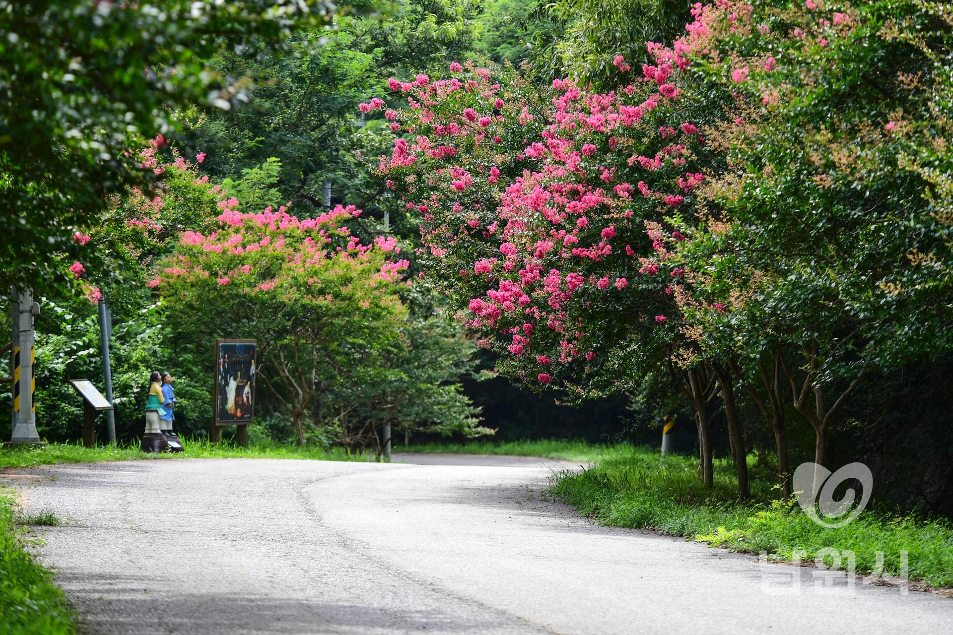 남원의 배롱나무 워터마크용 사진