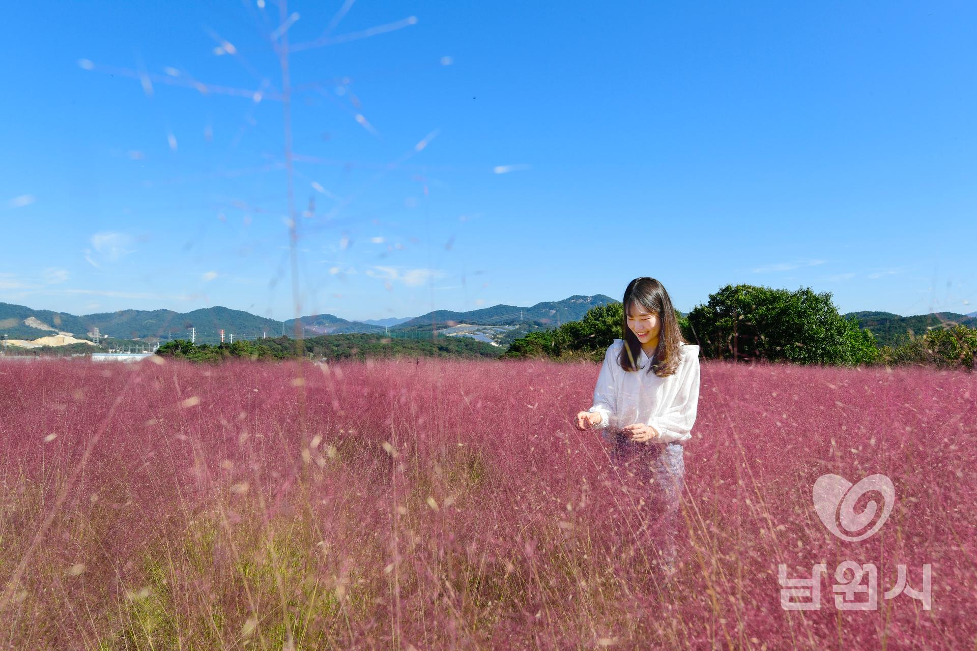 신생마을 핑크뮬리 만개 워터마크용 사진