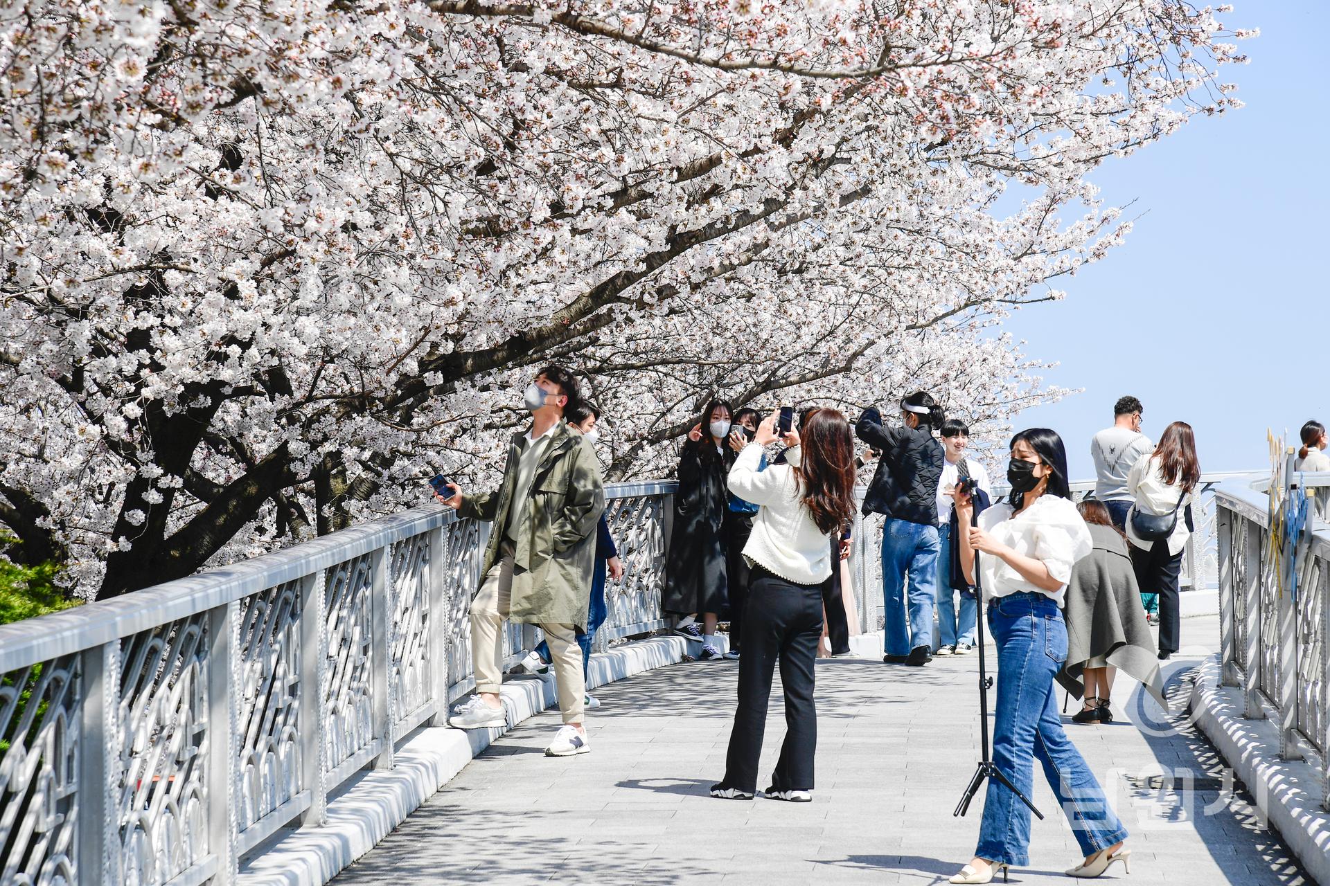 요천변 벚꽃 만개 워터마크용 사진