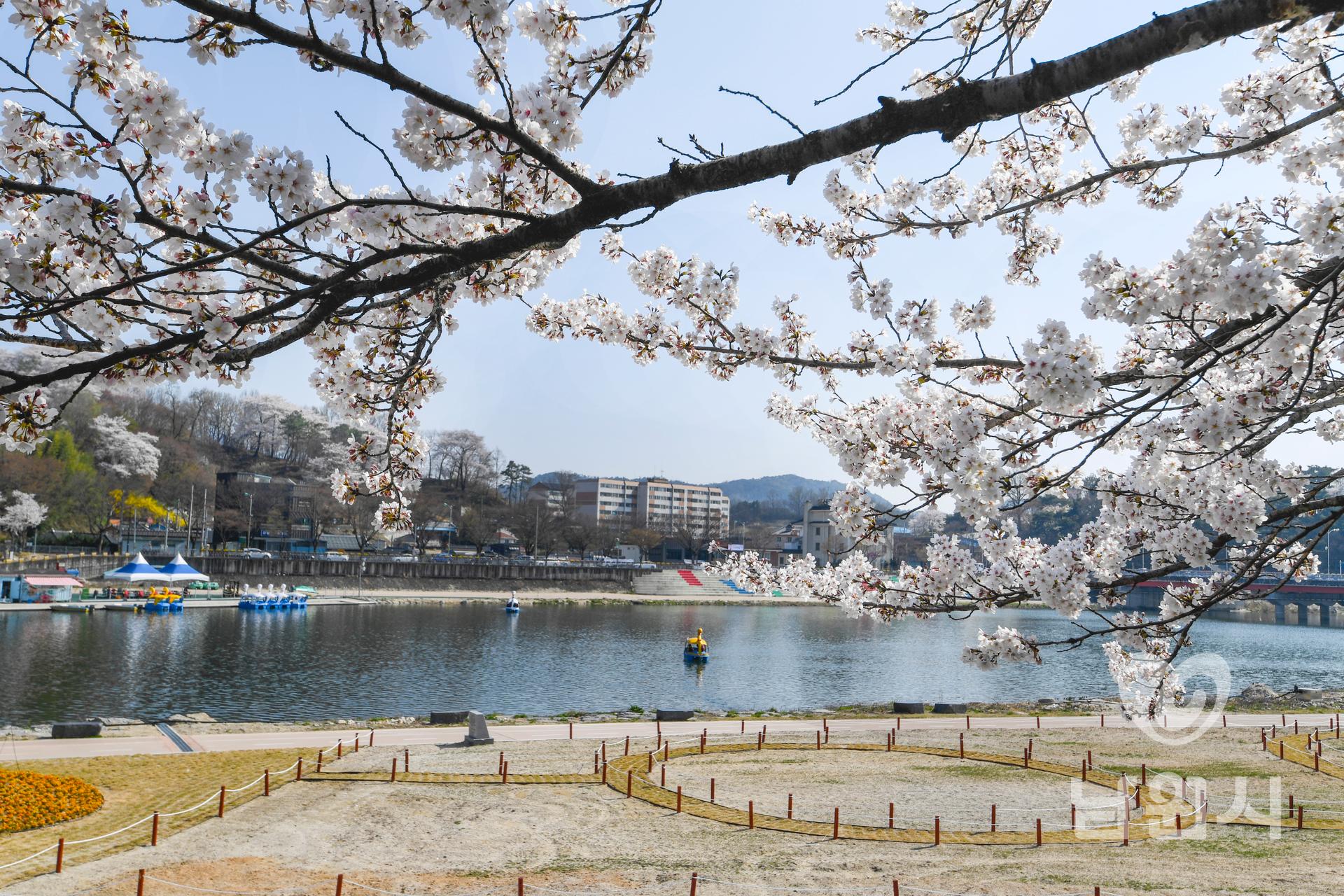 요천변 벚꽃 만개 워터마크용 사진