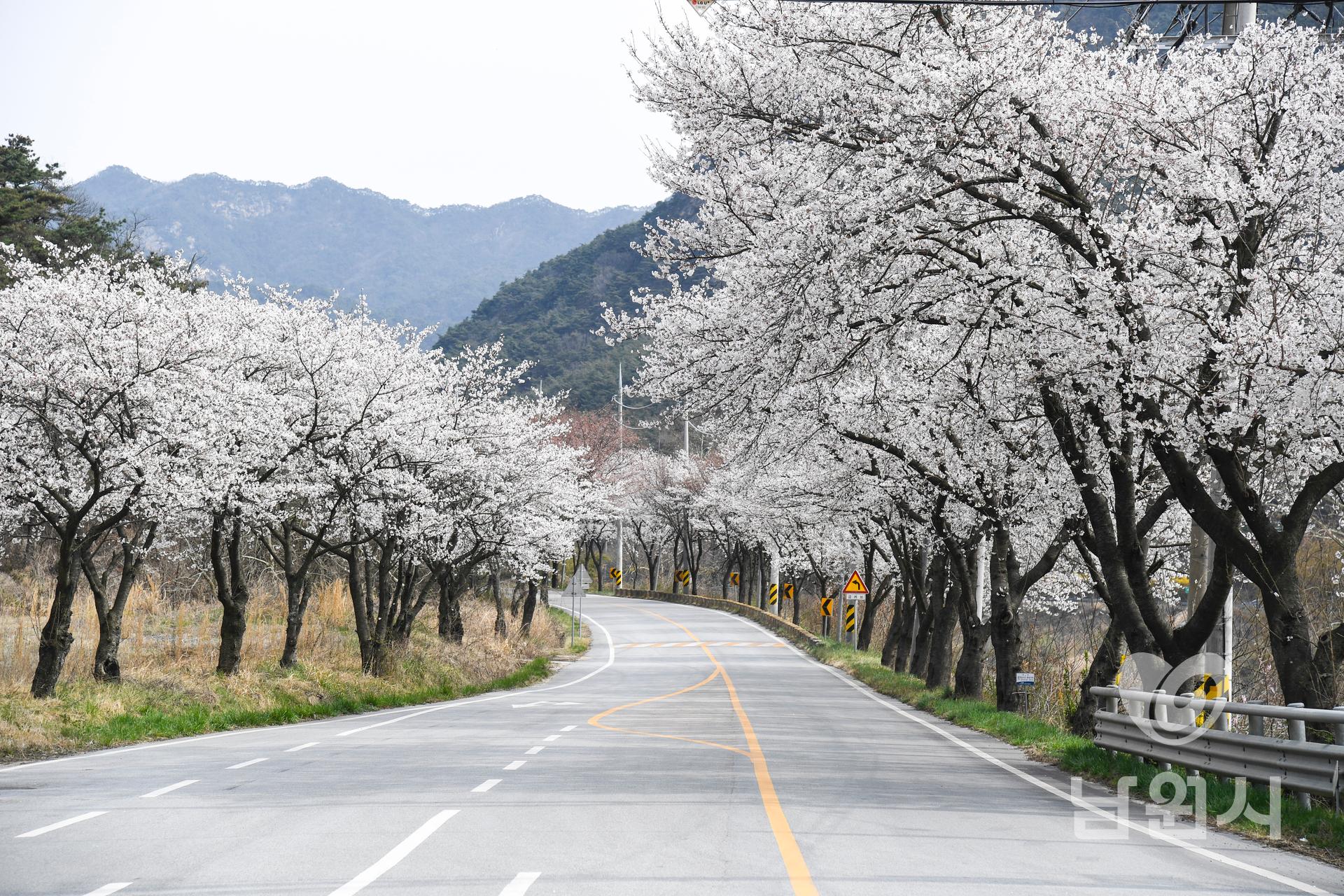금지-대강 벚꽃길 워터마크용 사진