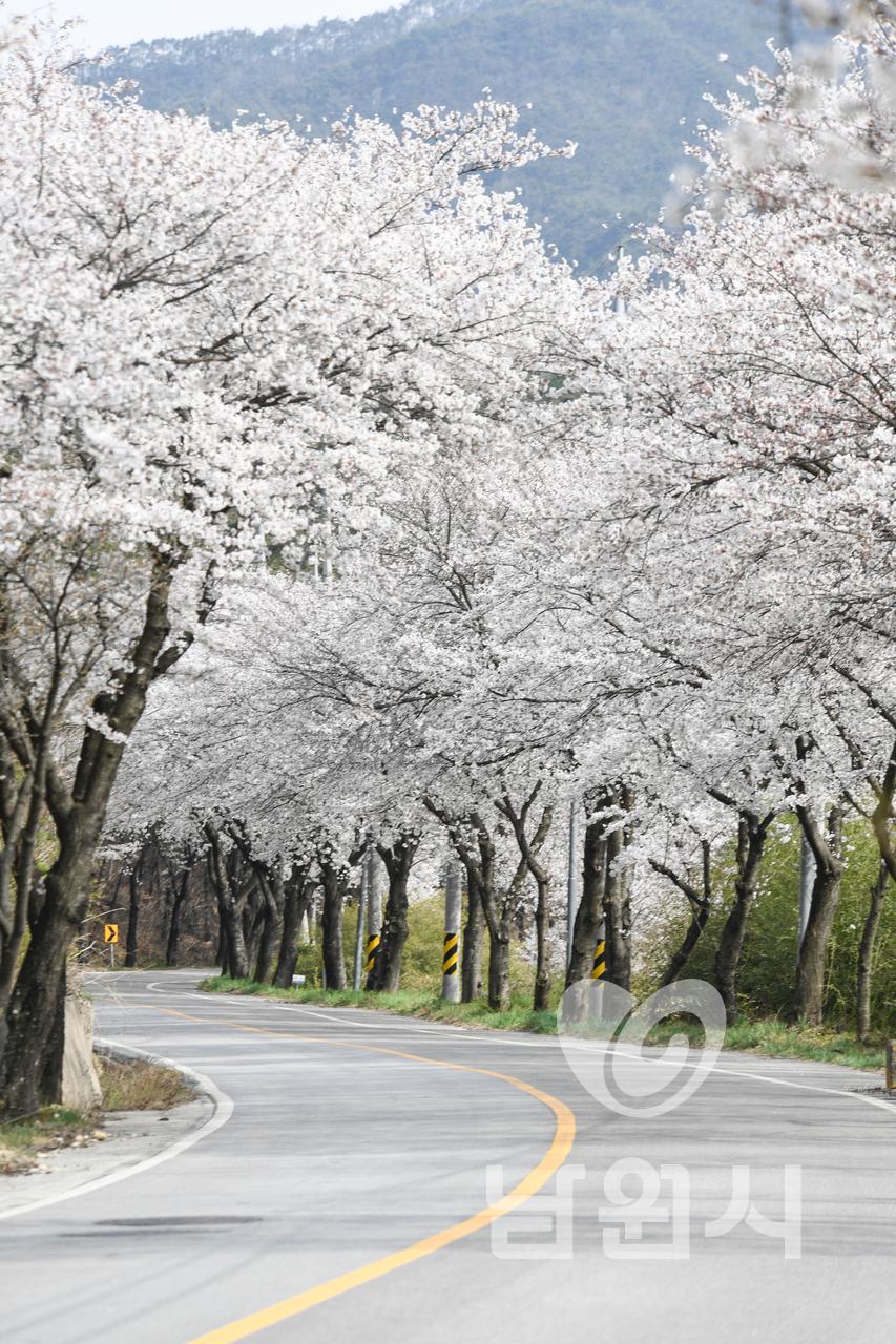 금지-대강 벚꽃길 워터마크용 사진
