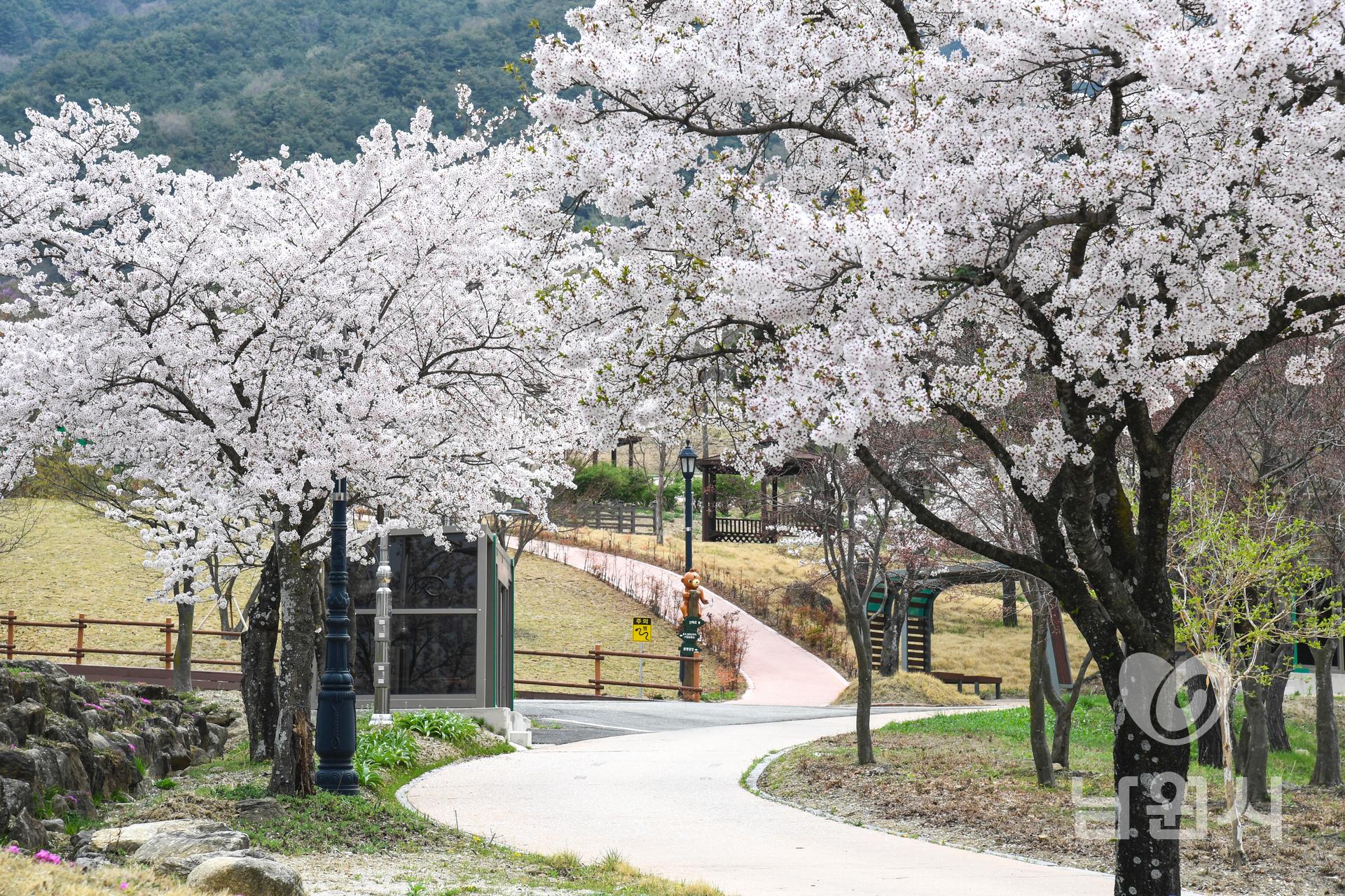 운봉읍 람천 벚꽃길 워터마크용 사진