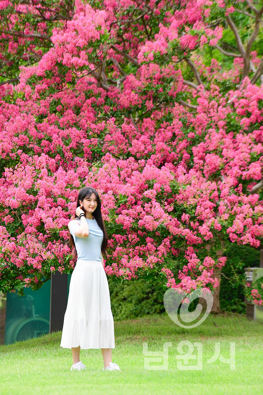 광한루원의 여름(배롱나무꽃) 워터마크용 사진