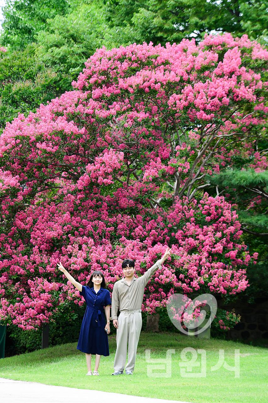 광한루원의 여름(배롱나무꽃) 워터마크용 사진