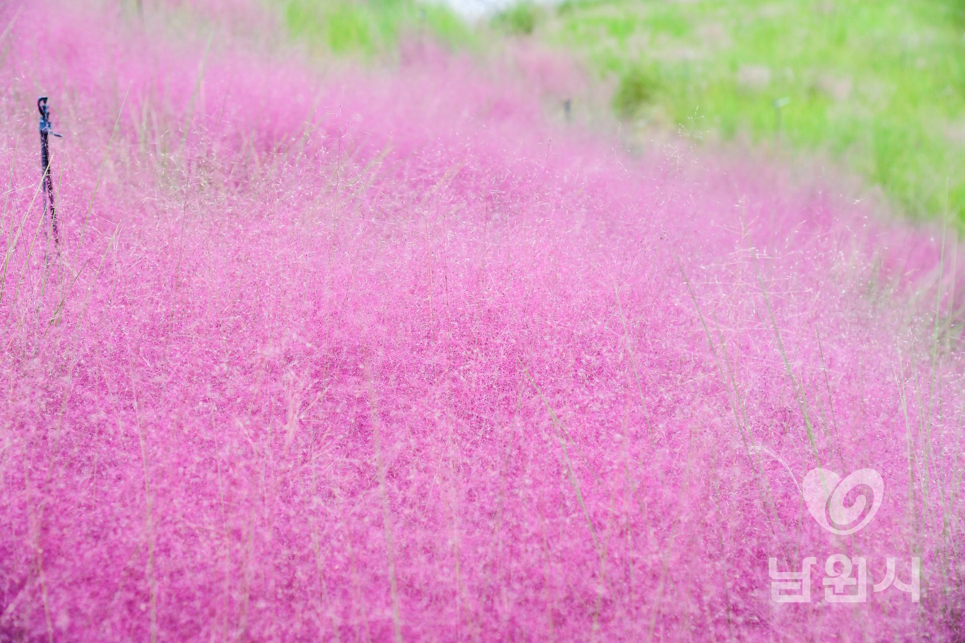 신생마을 꽃단지 워터마크용 사진