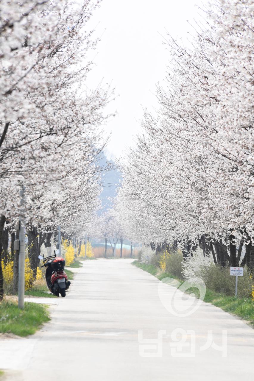 2023년 요천변 벚꽃 워터마크용 사진