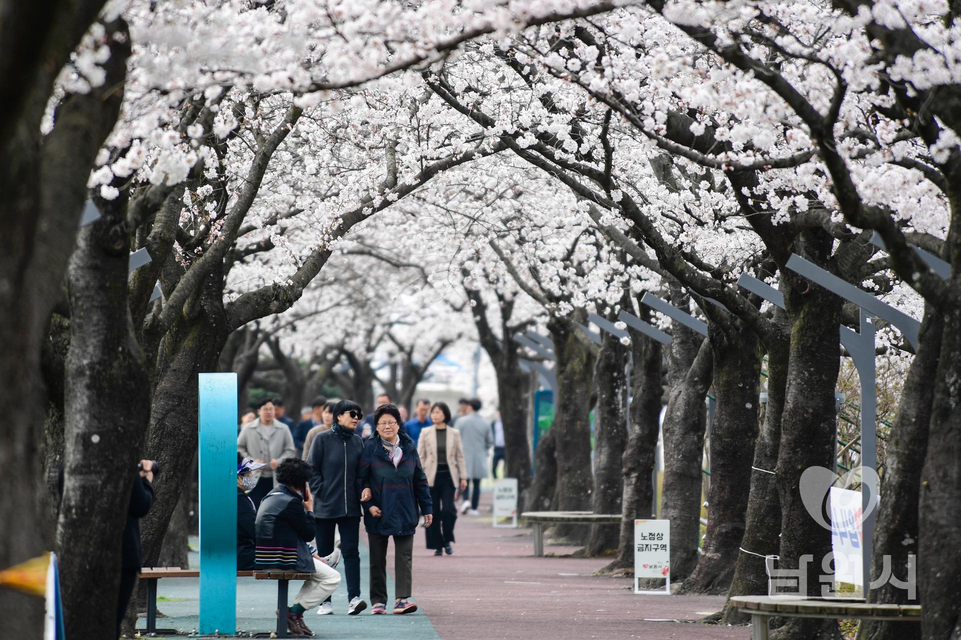 2023년 요천변 벚꽃 워터마크용 사진